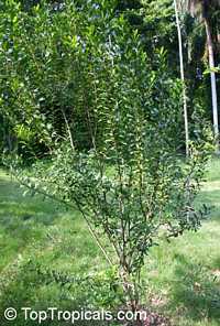 Cinnamodendron ekmanii, Canelilla, Canelillo
