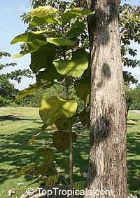 Tectona grandis, Teak Tectona grandis, Teak