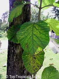 Tectona grandis, Teak Tectona grandis, Teak