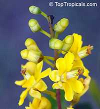 Caesalpinia granadillo - Bridalveil Tree

Click to see full-size image