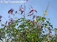 Caesalpinia vesicaria, Caesalpinia bijuga, Large-leaved Cassia