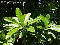 Dillenia indica, Dillenia speciosa, Elephant Apple, Chulta, Hondapara Tree, Ma-tad