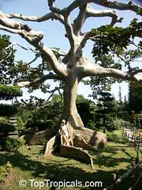 Ceiba pentandra - Kapok Tree

Click to see full-size image