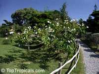 Plumeria montana, Whita Plumeria