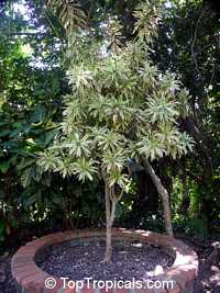 Dracaena sp., Dracaena