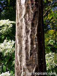Clavija domingensis, Lengua de Buey, Langue de boeuf, Haiti Clavija