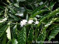 Coffea arabica, Coffee