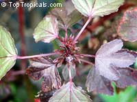 Hibiscus acetosella, African Rosemallow, Maple Sugar, Red Hibiscus, Cranberry Shield