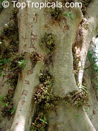 Ficus sycomorus, Common Cluster Fig