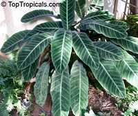 Calathea zebrina, Calathea