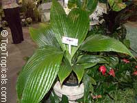 Cyclanthus bipartitus, Cyclanthus
