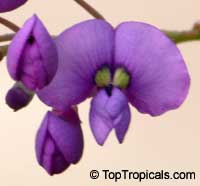 Hardenbergia sp. 