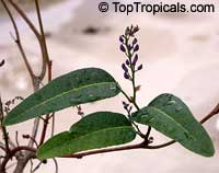 Hardenbergia sp. 