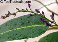 Hardenbergia sp. 