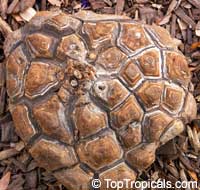 Dioscorea elephantipes, Testudinaria elephantipes, Elephant foot, Turtle shell, Hottentot-Bread Dioscorea elephantipes, Testudinaria elephantipes, Elephant foot, Turtle shell, Hottentot-Bread