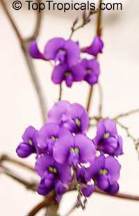 Hardenbergia sp. 