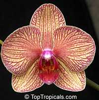 Phalaenopsis sp., Phalaenopsis Orchid, Moth Orchid
