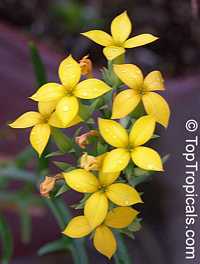 Kalanchoe laciniata