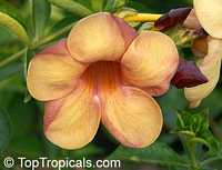 Allamanda violacea Golden Indonesian Sunset

Click to see full-size image