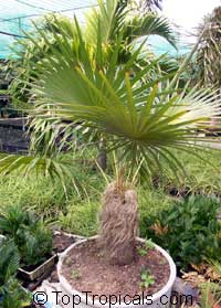 Coccothrinax crinita - Old Man Palm

Click to see full-size image