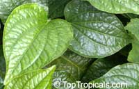 Piper sarmentosum, Chaa-plu, Vietnamese Pepper