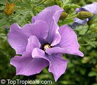 Alyogyne huegelii, Hibiscus geranifolius, Blue Hibiscus