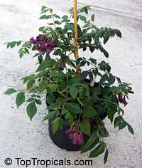 Jacaranda jasminoides, Jacaranda curialis, Bignonia curialis Jacaranda jasminoides, Jacaranda curialis, Bignonia curialis