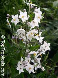 Solanum jasminoides, White Potato Vine, jasmine nightshade