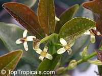 Eugenia luschnathiana, Phyllocalyx luschnathianus, Pitomba