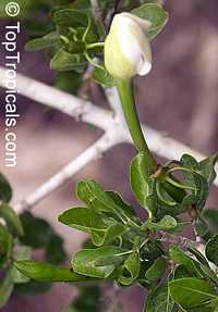Gardenia cornuta, Gardenia ternifolia
