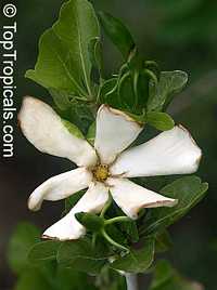 Gardenia cornuta, Gardenia ternifolia Gardenia cornuta, Gardenia ternifolia