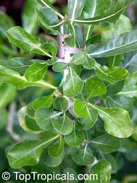 Gardenia cornuta, Gardenia ternifolia