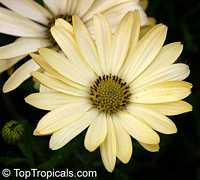 Osteospermum fruticosum, Dimorphotheca fruticosa, Trailing African Daisy, Freeway Daisy, Blue Eyed Daisy