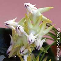 Hoya multiflora, Centrostemma multiflora, Centrostemma platypetalum, Shooting Star Hoya