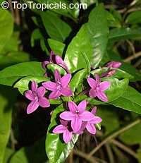 Pseuderanthemum laxiflorum, Shooting Star, Star Flower, Furple False Erantheum, Dazzler