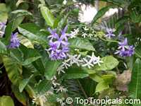 Petrea volubilis, Petrea kohautiana, Queen Petrea volubilis, Petrea kohautiana, Queen
