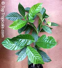 Tabernaemontana sananho, Bonafousia sanango Tabernaemontana sananho, Bonafousia sanango