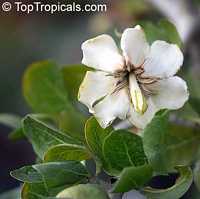 Gardenia cornuta, Gardenia ternifolia