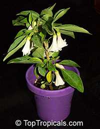 Iochroma australis, Iochroma australe, Dunalia australia, Acnistus australis