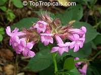 Suessenguthia multisetosa, Ruellia multisetosa, Columbian petunia