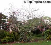 Pseudobombax ellipticum, Pseudobombax grandiflorum, Pink Shaving Brush Tree