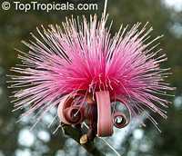 Pseudobombax ellipticum, Pseudobombax grandiflorum, Pink Shaving Brush Tree