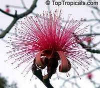 Pseudobombax ellipticum, Pseudobombax grandiflorum, Pink Shaving Brush Tree