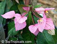 Dalechampia roezliana, Dalechampia spathulata