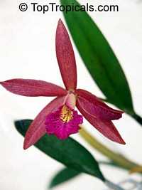 Cattleya sp., Cattleya Orchid