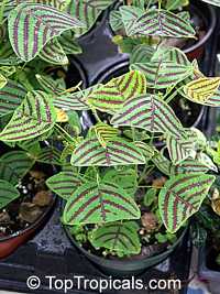 Christia ( Cristia ) obcordata, Christia subcordata, Lourea obcordata, Butterfly Stripe Plant, Swallowtail, Iron Butterfly, Cordata Christia ( Cristia ) obcordata, Christia subcordata, Lourea obcordata, Butterfly Stripe Plant, Swallowtail, Iron Butterfly, Cordata