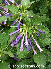 Iochroma warscewiczii, Purple bells