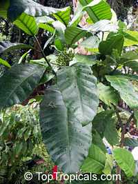 Tabernaemontana pachysiphon, Tabernaemontana holstii