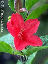 Ruellia sp., Ruellia