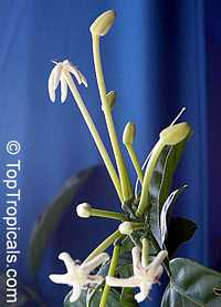 Posoqueria longiflora, Posoqueria trinitatis, Jazmin de Embarcadero, Needle Flower Tree